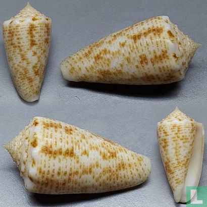 Conus proximus