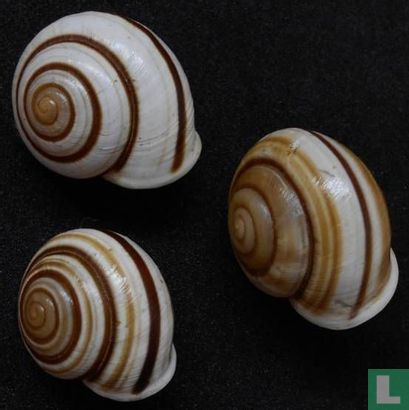 Rhagada janetabbasae