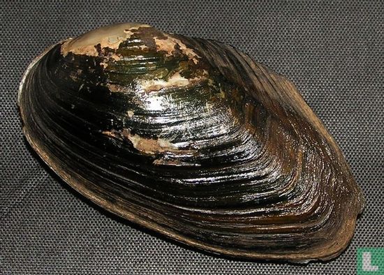Anodonta georginae - Image 1