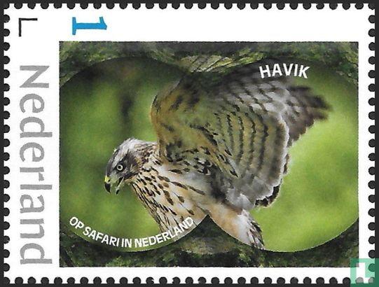 Hawk