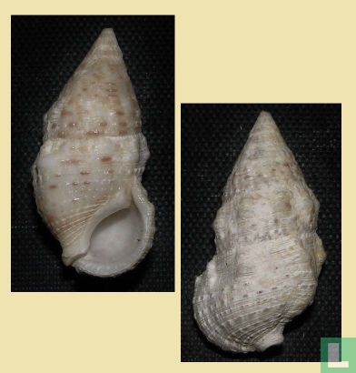 Clypeomorus irrorata