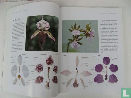 Orchideeën - Image 4