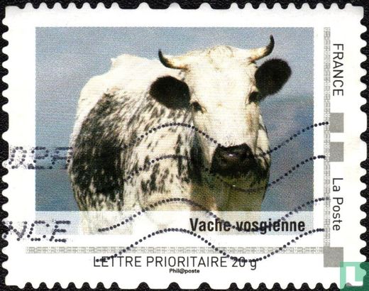 Vache vosgienne