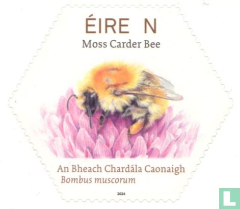 Native bees