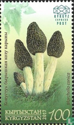 Black morel