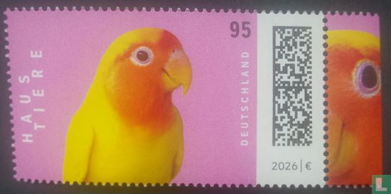 Dwarf parrot
