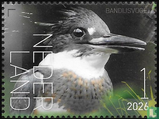 Belted Kingfisher - Image 1
