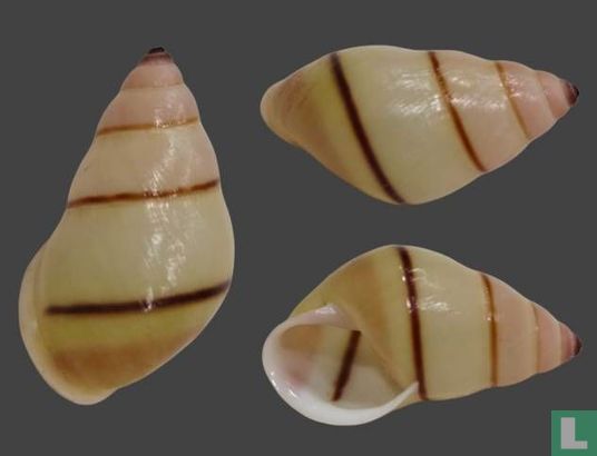 Amphidromus pervariabilis 
