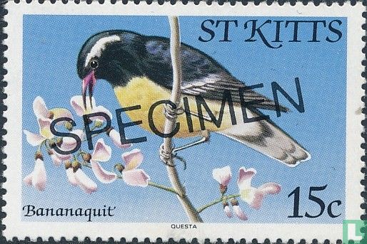 Oiseaux 