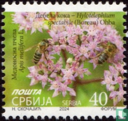 Sédum remarquable