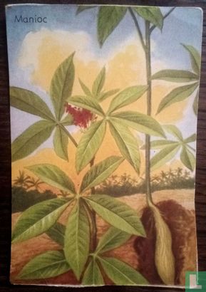 Manioc