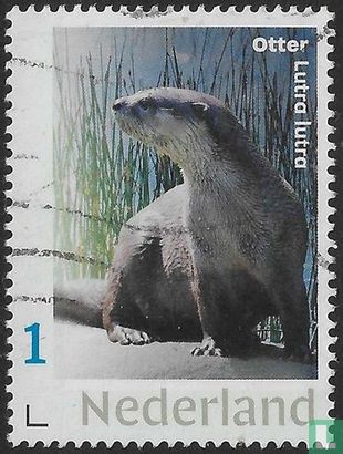 Otter