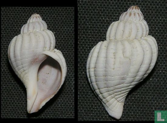Xymenopsis muriciformis