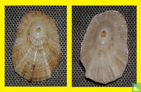 Diodora calyculata - Image 2