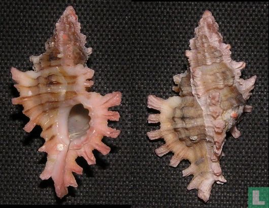 Chicoreus dodongi - Afbeelding 3