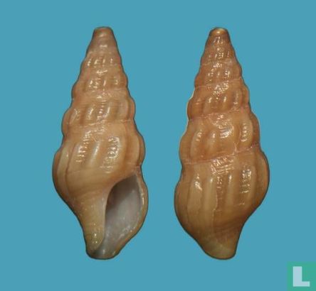 Clionella subcontracta 