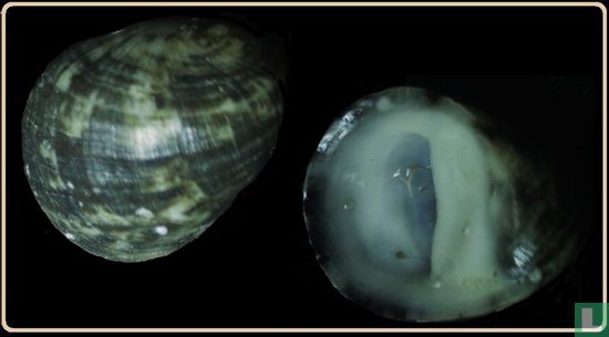 Nerita orbignyana 