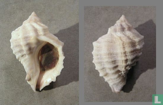 Xanthochorus cassidiformis