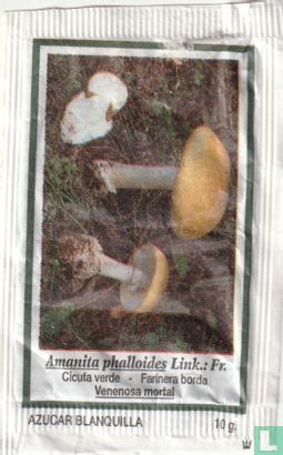 Alanita phalloides Link - Image 1