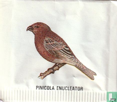 Pinicola enucleator - Bild 1