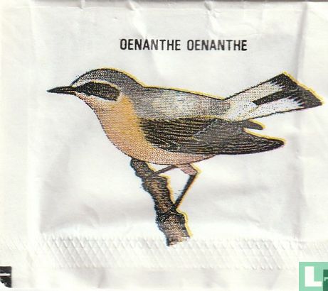 Oenanthe Oenanthe - Image 1
