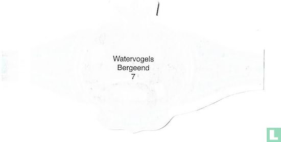 Bergeend - Image 2