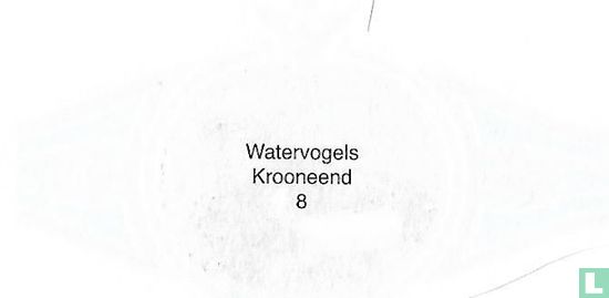 Krooneend - Image 2