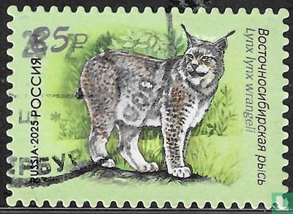 Ostsibirischer Luchs