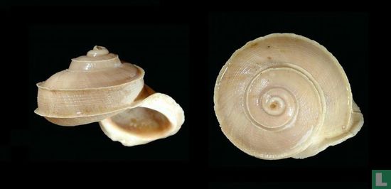 Tropidophora occlusa