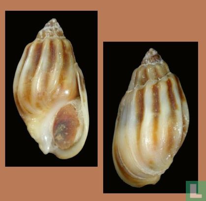 Melanopsis amabilis 