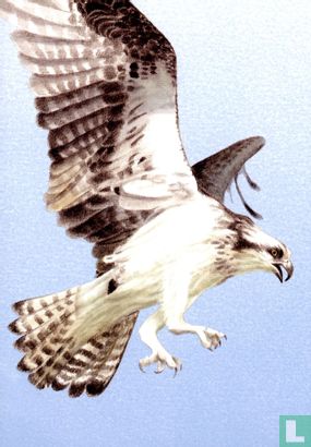 De Visarend - Image 1