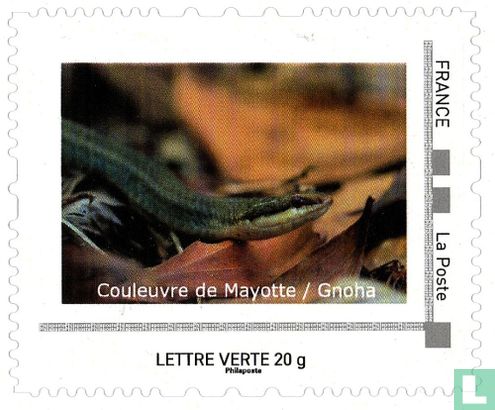 Couleuvre de Mayotte