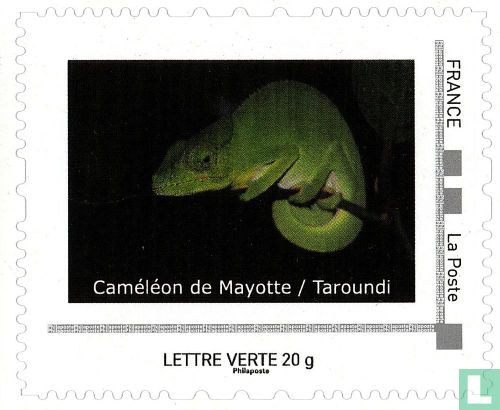 Caméléon de Mayotte