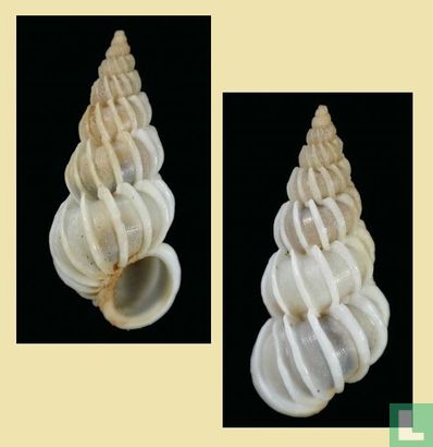 Epitonium philippinarum