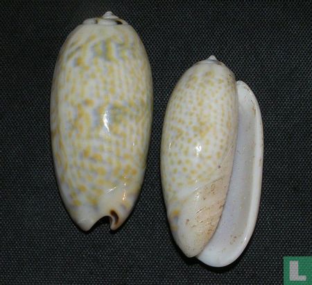 Oliva pica