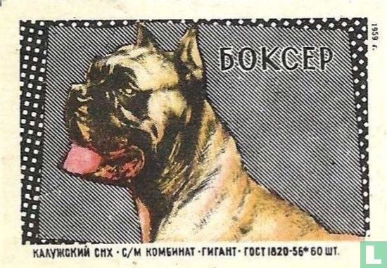 "Boxer" - BOKCEP