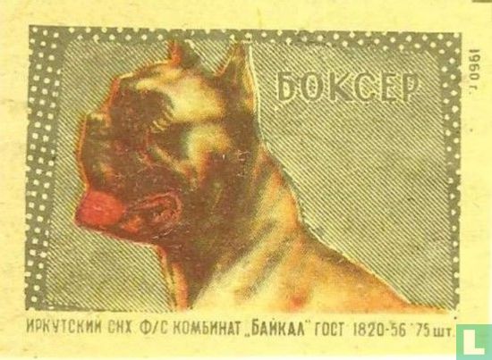 "Boxer" - BOKCEP