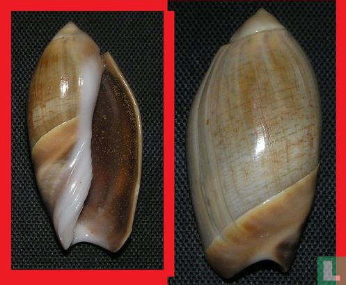 Agaronia steeriae