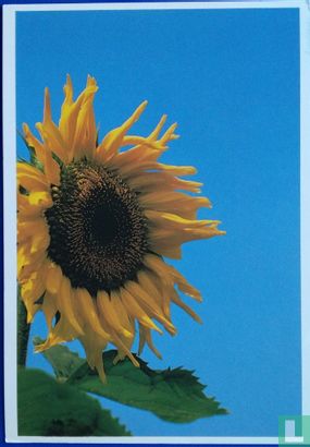 Sunflower - Bild 1