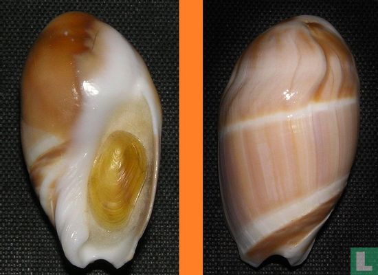 Amalda obtusa