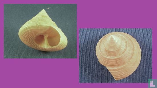 Astele subcarinata