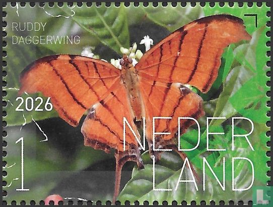 Ruddy Daggerwing - Image 1