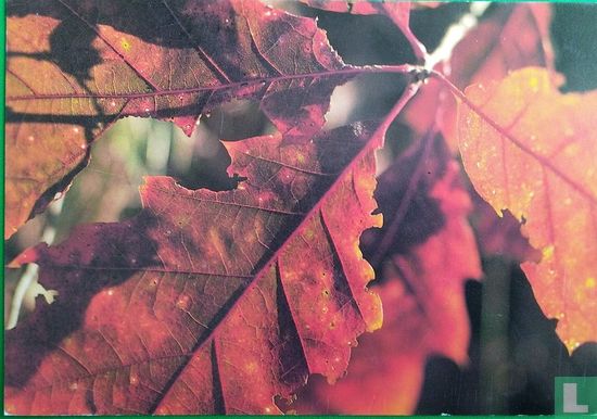 Les Feuilles Mortes - Image 1