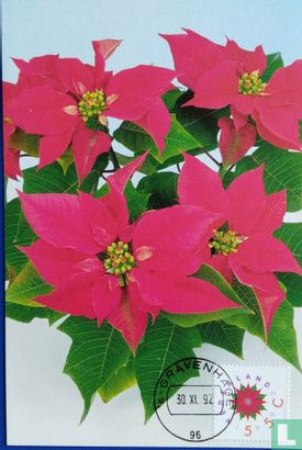 Kerstroos - Image 1