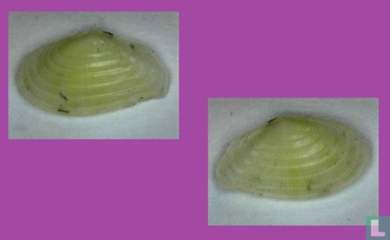 Afsharius patagiatus