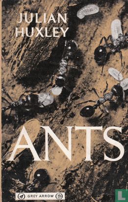 Ants - Afbeelding 1