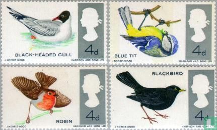 British birds 