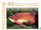 Asian Arowana, Red Dragon Fish