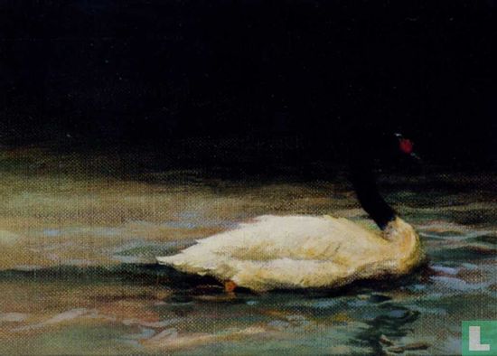 Black-Necked Swan - Afbeelding 1