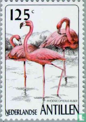 Birds, Red flamingo